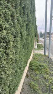 Photo de galerie - Taille régulière effectuée