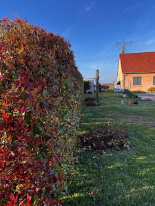 Photo de galerie - Taille 25m haie de photinia après