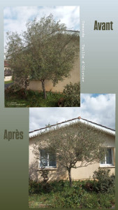 Photo de galerie - Taille d'olivier 