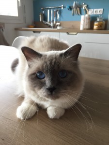 Photo de galerie - Garde chat