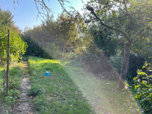 Photo de galerie - Elagage et coupe d'arbres
