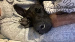 Photo de galerie - Gros dodo ??