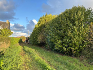 Photo de galerie - Rabattage d’une haie de Laurier