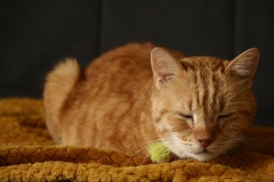 Photo de galerie - Garde de Rouckette, chat a l'adoption a la ronron association. 