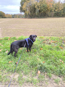 Photo de galerie - Garde animaux