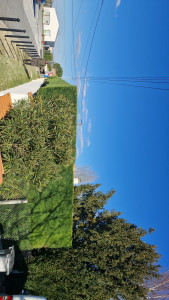 Photo de galerie - Haie tuya 