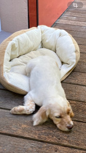Photo de galerie - Craquants les chiots… En pension, ils sont câlins et calmes