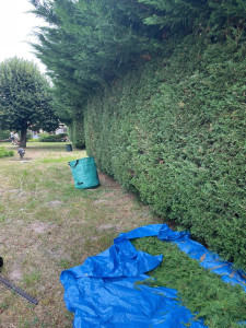 Photo de galerie - Taille de haies et d'arbustes