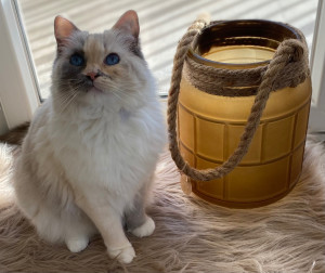 Photo de galerie - Chat que je garde