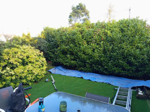 Photo de galerie - Taille de rabattage du Choisya et de la haie de Lauriers [1/2]