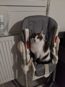 Photo de galerie - Mon gros chat âgé de 7 ans 