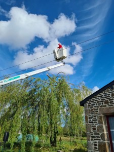 Photo de galerie - Elagage et coupe d'arbres
