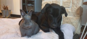Photo de galerie - Garde animaux