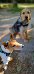 Photo de galerie - Garde animaux