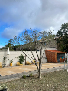 Photo de galerie - Elagage et coupe d'arbres