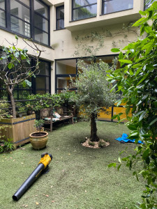 Photo de galerie - Plantation d un Olivier 