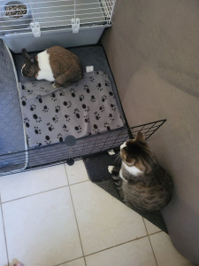 Photo de galerie - Garde lapin