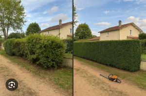 Photo de galerie - Taillage de haie