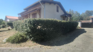Photo de galerie - Taille de haie