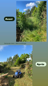 Photo de galerie - Enlèvement des ronciers 3m de haut 