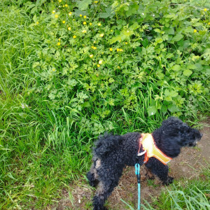 Photo de galerie - Promenade avec Ragnard, caniche nain 