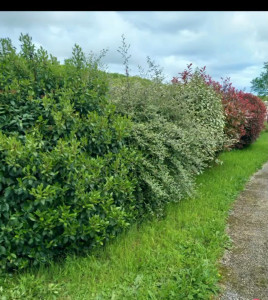 Photo de galerie - Avant 