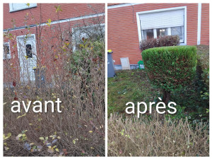 Photo de galerie - Taille de haies 