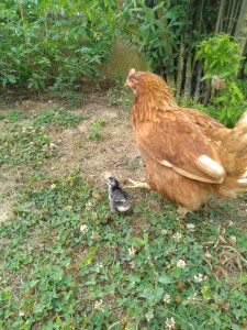Photo de galerie - Même les petites poules je les garde et elles ont le droit de sortir. Ici c'est Paulette avec son poussin. 