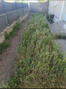 Photo de galerie - Tonte de pelouse - Débroussaillage