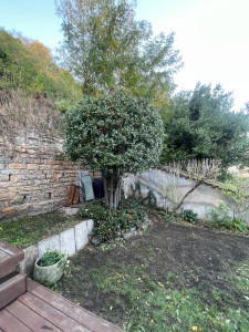 Photo de galerie - Taille d’un Laurier sauce 