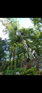 Photo de galerie - Elagage et coupe d'arbres