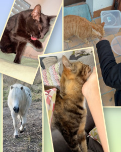 Photo de galerie - Tout type d’animaux que je puisse accueillir?Et un grand amour pour les chiens ? 