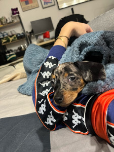 Photo de galerie - La petite chienne de mon frère :)