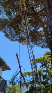 Photo de galerie - Descente de la branche sectionné.
