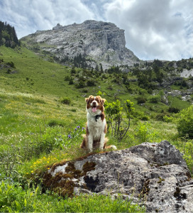 Photo de galerie - Nala en promenade 