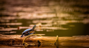 Photo de galerie - Une tortue peinte a trouvé le perchoir parfait