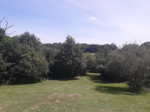 Photo de galerie - Tonte de pelouse - Débroussaillage