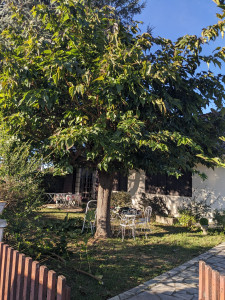 Photo de galerie - Taille mûrier platane Avant 