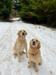 Photo de galerie - Balade canine