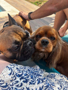 Photo de galerie - Garde chien