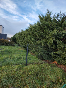 Photo de galerie - Rabattage de haie 