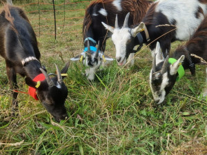 Photo de galerie - Eco-pâturage