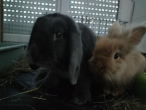 Photo de galerie - Garde à domicile de deux lapines