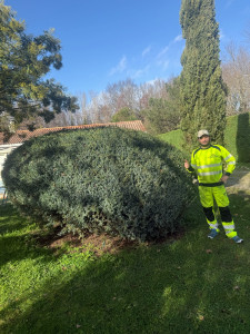 Photo de galerie - Taille de haies et d'arbustes