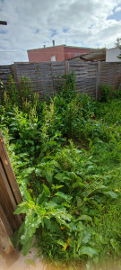 Photo de galerie - Tonte de pelouse - Débroussaillage