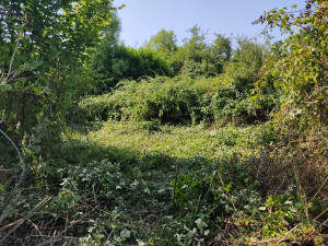 Photo de galerie - Défrichage 