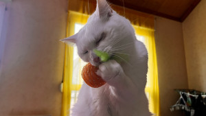 Photo de galerie - Garde animaux