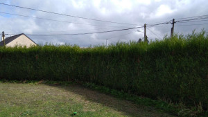 Photo de galerie - Avant la taille 
