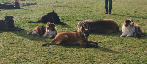 Photo de galerie - Je suis en formation educateur  canine dzns un club et je recherche des heures en dehors. 
