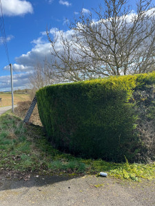 Photo de galerie - Taille de haies et d'arbustes